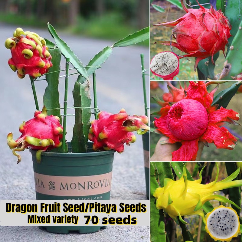 [Fast Germination] 70 Seeds Mix Pitaya Seeds Dragon Fruit Seeds for