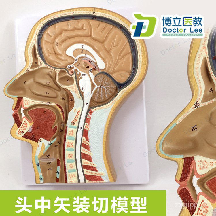 YQ29 Head Median Transverse Section Model Brain Model Head anatomical