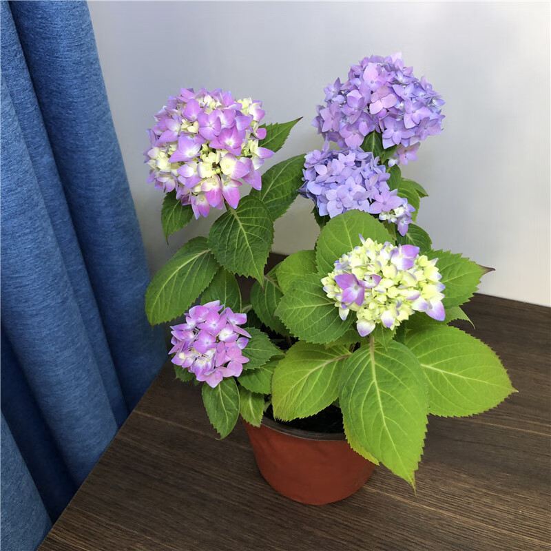 Buy hydrangea plant At Sale Prices Online - October 2026 | Shopee Singapore