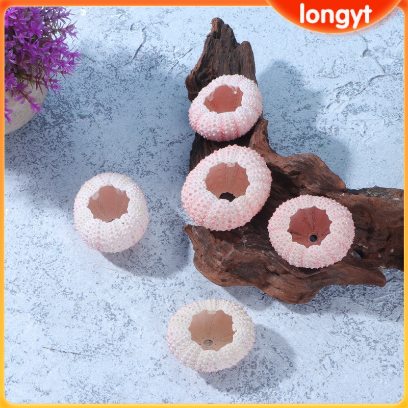 6Pcs Natural Sea Urchin Shells Chic Design Home