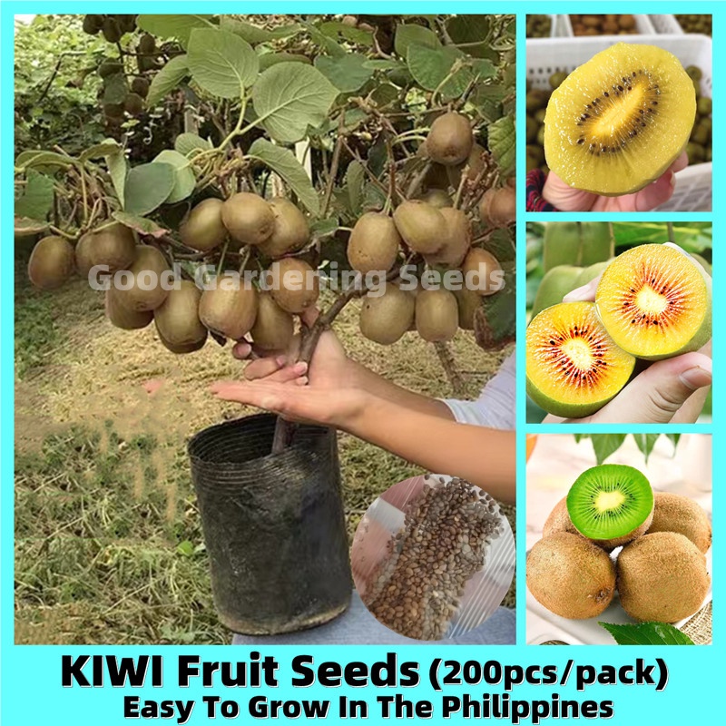100 Fresh 200pcs Bonsai Kiwi Seeds for Planting Actinidia Fruit Seeds