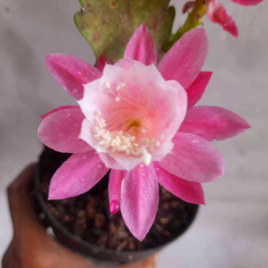 Sindo Epiphyllum Queen Of The Night Plant Experience the Enchanting