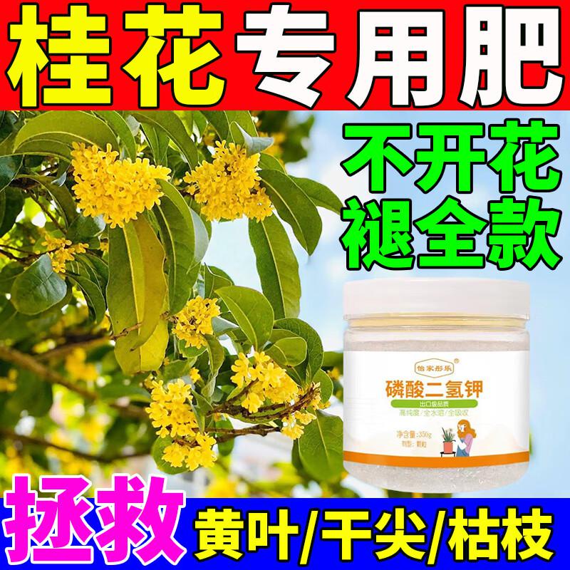 Osmanthus Tree Fertilizer Special Dried Leaf Spot Disease Dry Leaves Scorched Tip Drop Yellow