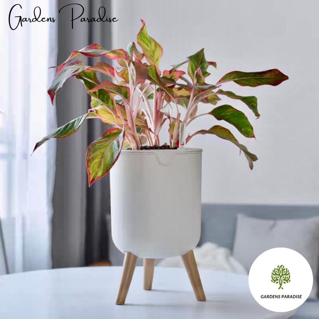 Water Level Indicator Self Watering Pot By Gardens Paradise P18