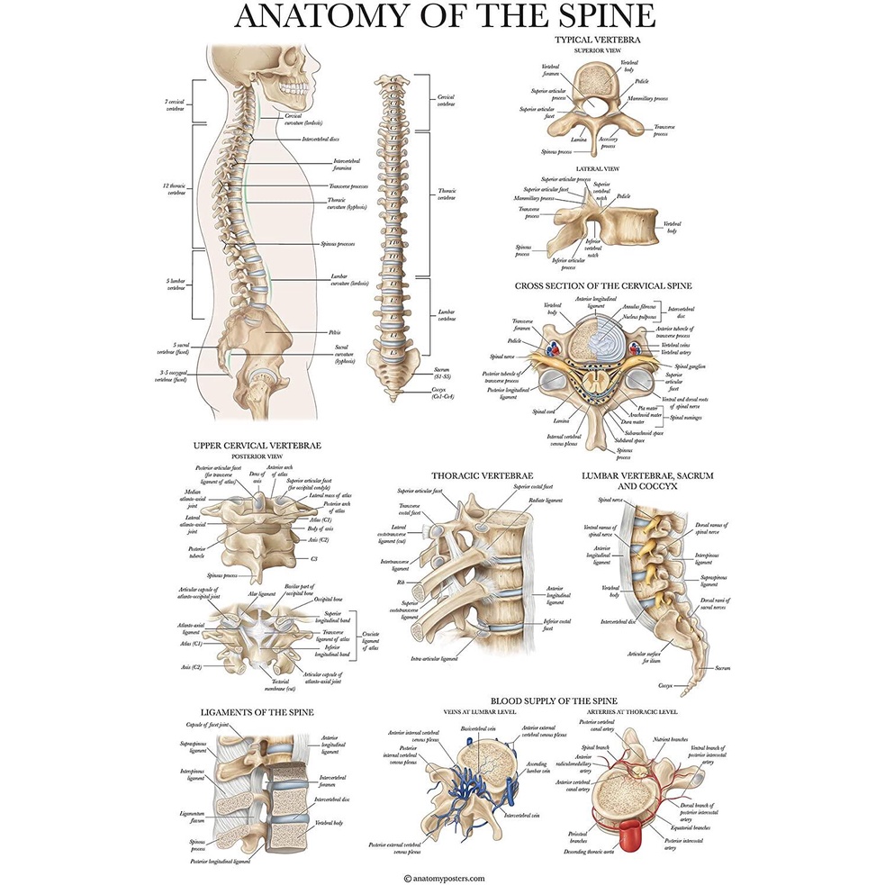 Anatomy of The Spine Poster Laminated Spinal Anatomical Chart | Shopee ...