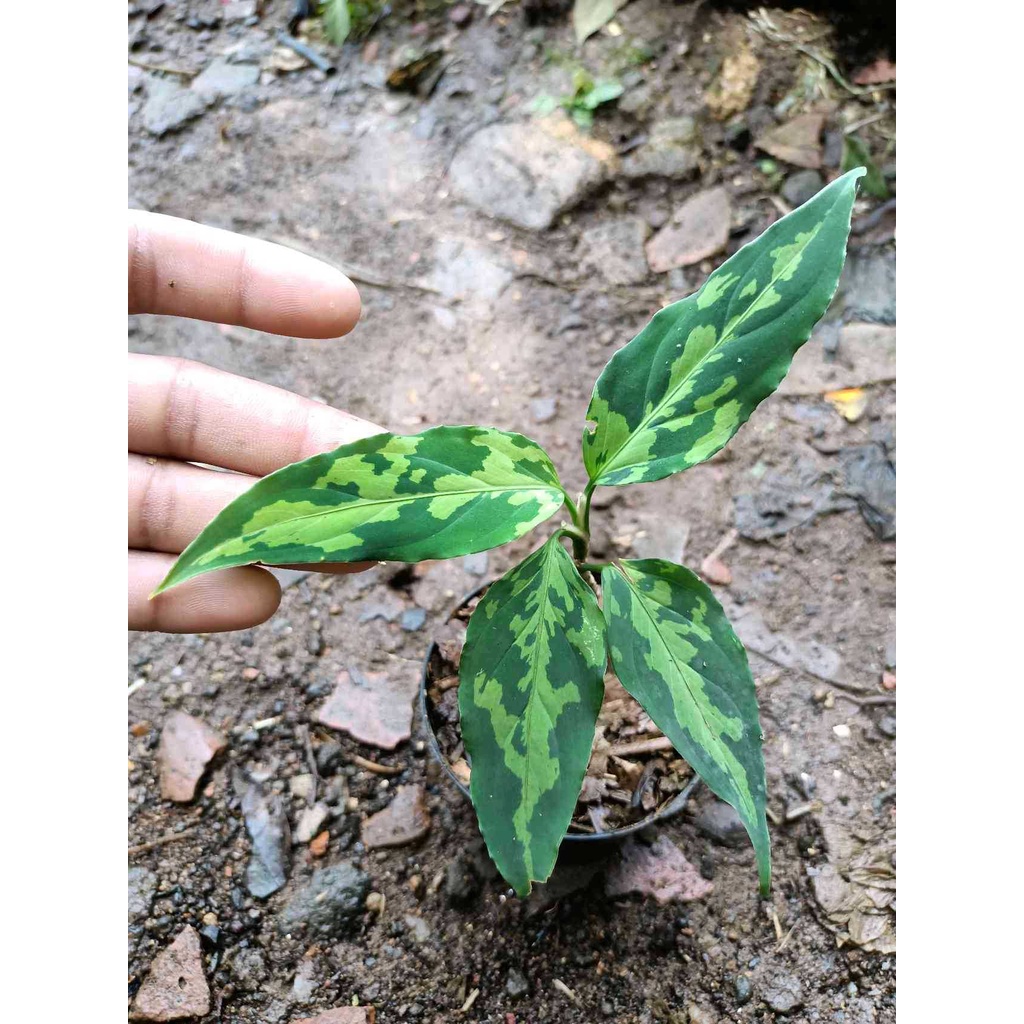 Variegated Hoya Tricolor: A Striking Addition To Your Indoor Oasis