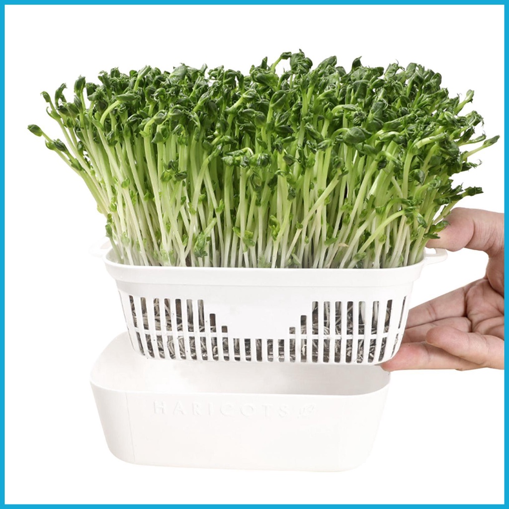 Sprouts Growing Tray Bean Sprout Growing Kit Hydroponic Plant Growing
