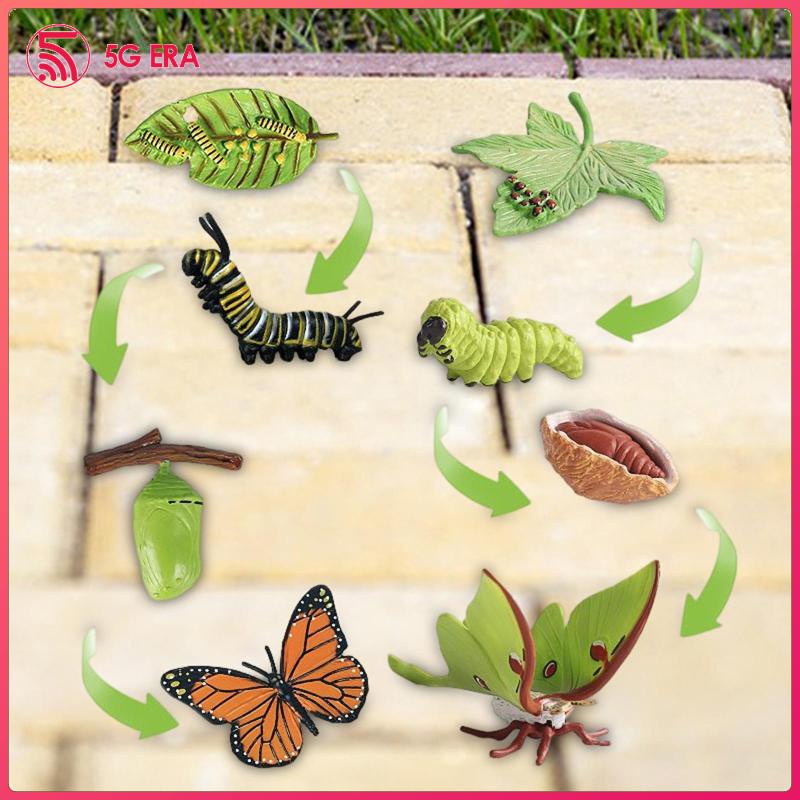 [Wishshopeezzxh] Moth Life Cycle Figures Science Learning Prop 4 of ...