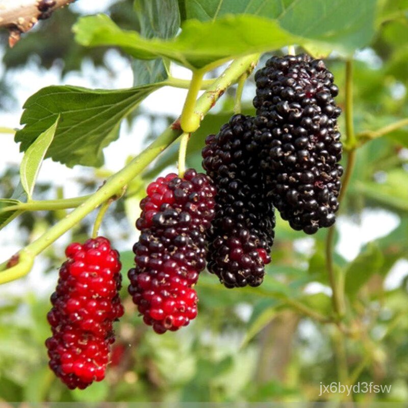 Flower Row List Mulberry Sapling Balcony Potted Courtyard Field ...