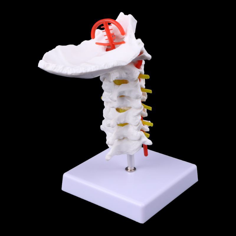 Cervical Vertebra Arteria Spine Spinal Nerves Anatomical Model Life Size Qhm0 Shopee Singapore 1442
