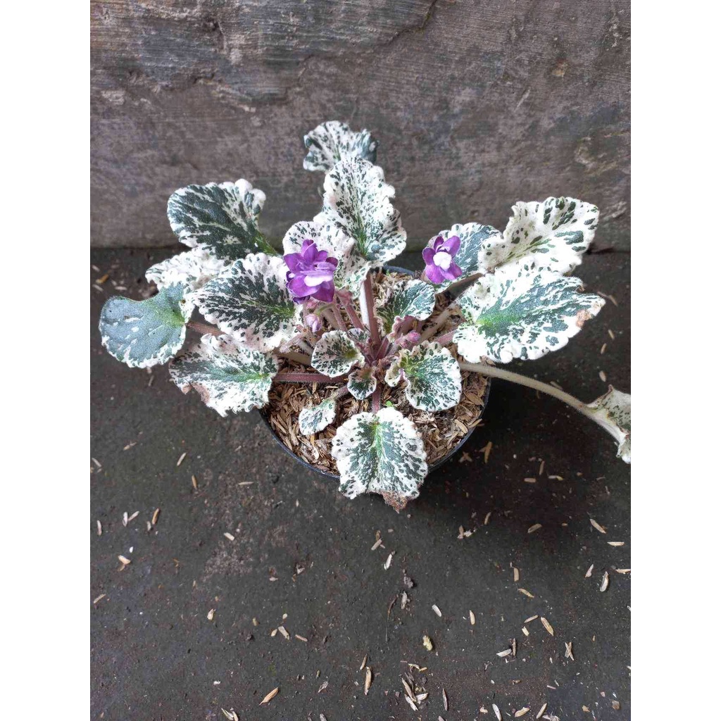 Sindo - African Violets / Streptocarpus Albus | Shopee Singapore