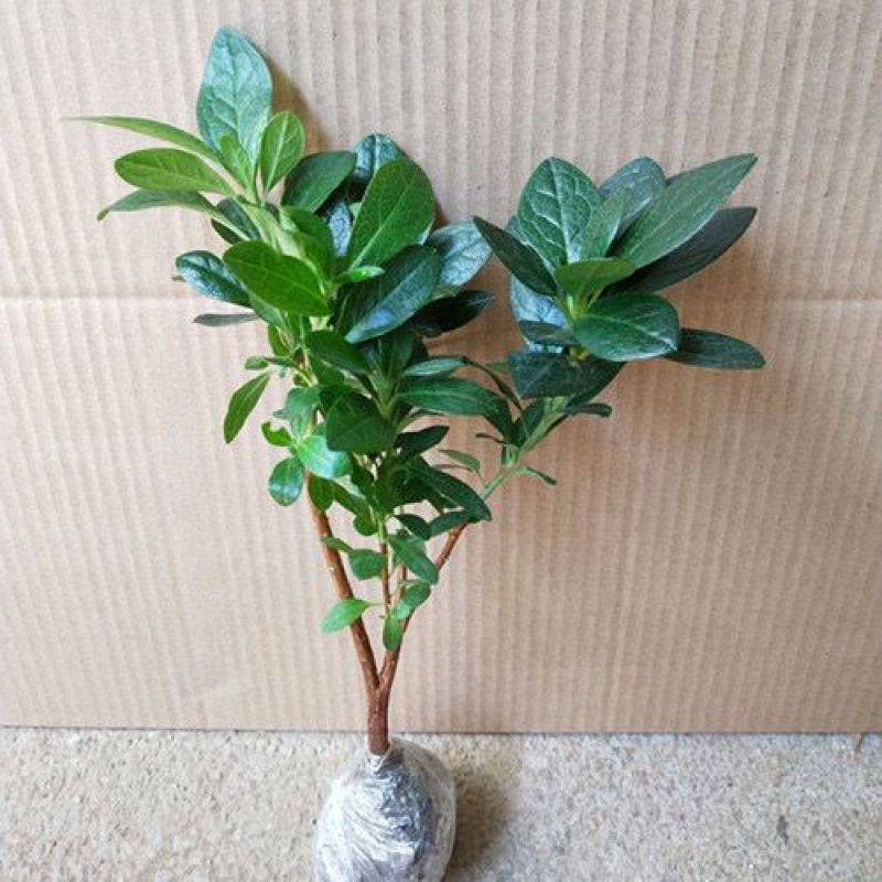 Azalea Potted Plant Azalea Bonsai Yingshan Red Indoor and Outdoor Seedling Old Pile Bonsai