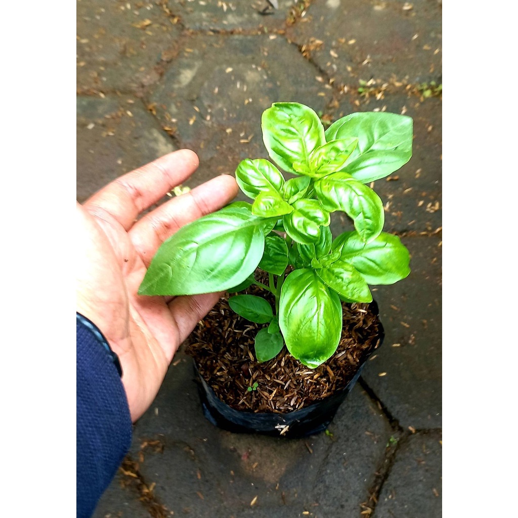 Sindo Basil ocimum Basilicum Live Plant Y1LA39BDZV Shopee