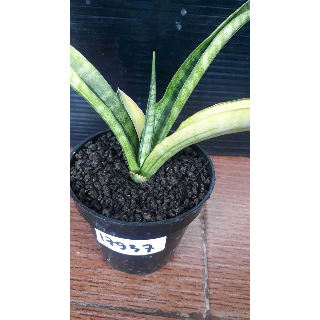 Sindo Sansevieria Bandidos Variegated Bare Rooted Plant A Stunning Addition To Your 