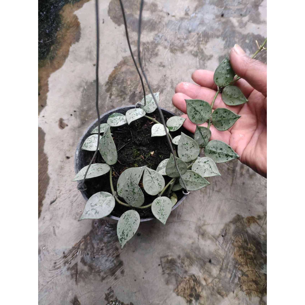 Hoya krohniana silver real live plant
