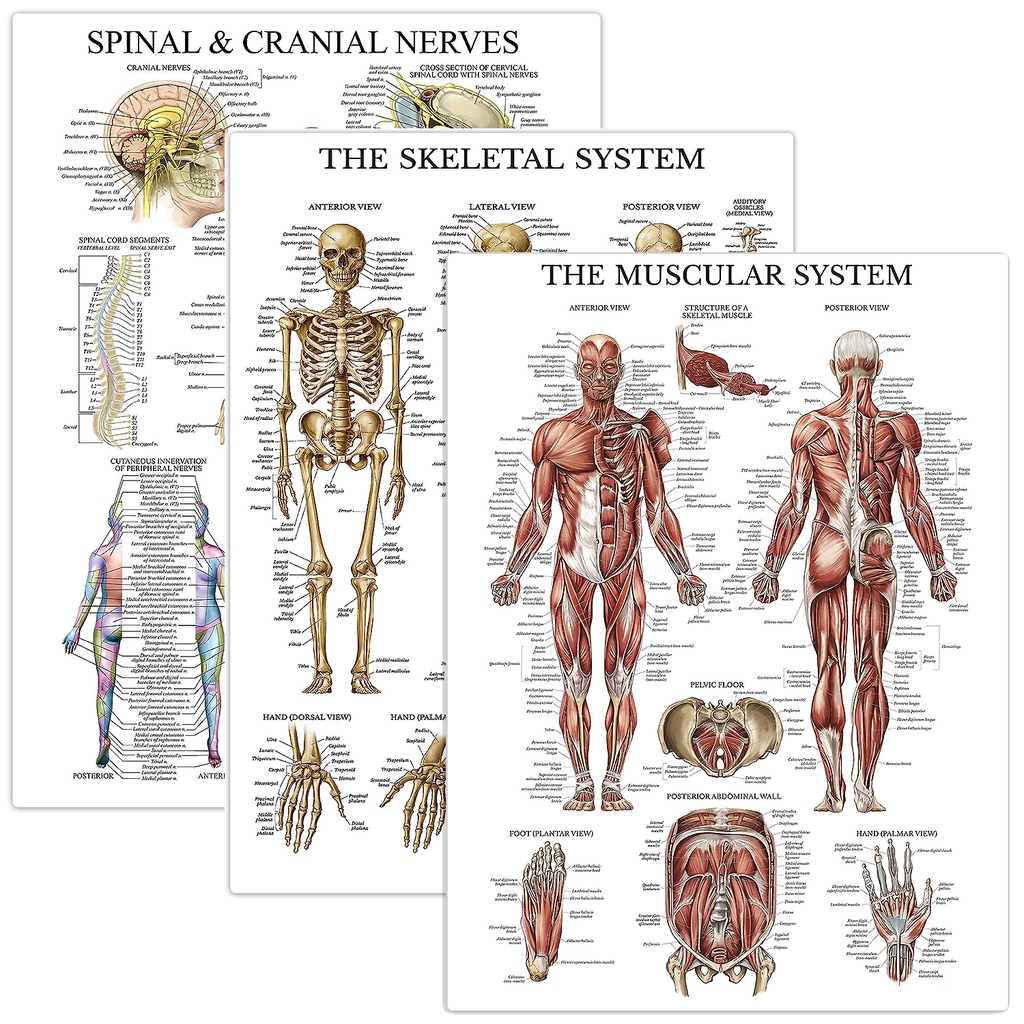 3 pieces-muscle skeleton spinal neuroanatomy poster suit-muscle and ...