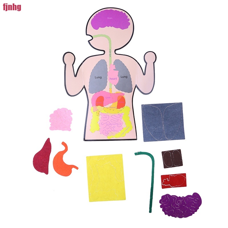 Human Body Model Kids Science Learning Toy Teaching Human Body Anatomy