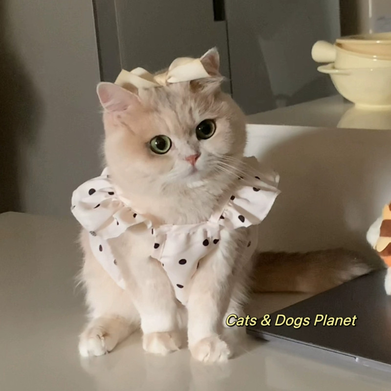 birthday dresses for dogs A_1b7c7b61-e7a4-4e43-95d5-6e0d81e7adc4_compact.jpg?v=1753373559 main image 0