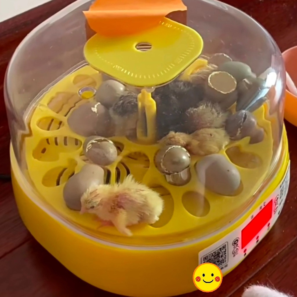 Fully Automatic Fine Duck Egg Species Eggs Cole Duck Egg Incubator Can ...