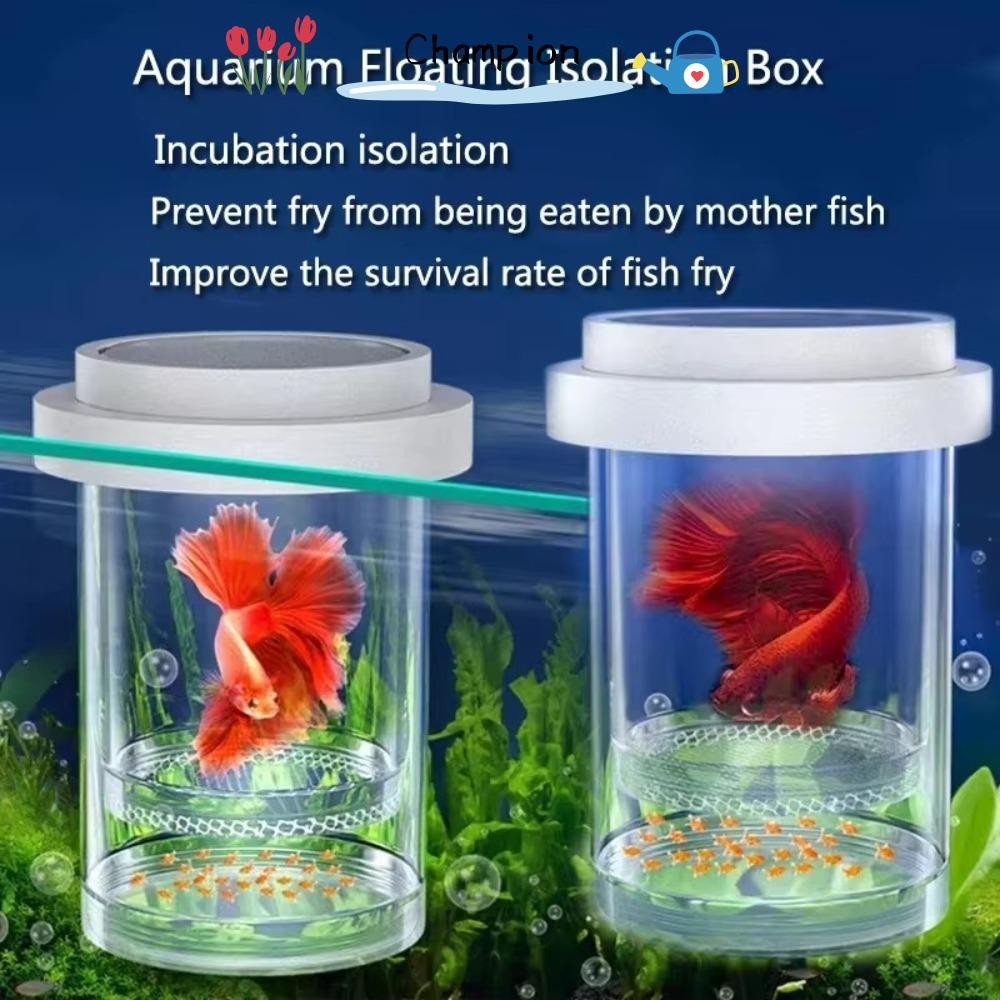 CHAMPIONO Floating Hatching Box, Aquarium Breeder Transparent Floating ...