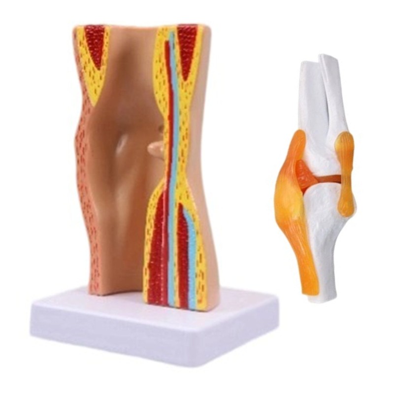 GOOD Human Knee Anatomy Model Teaching Model Human Knee Joint Model ...