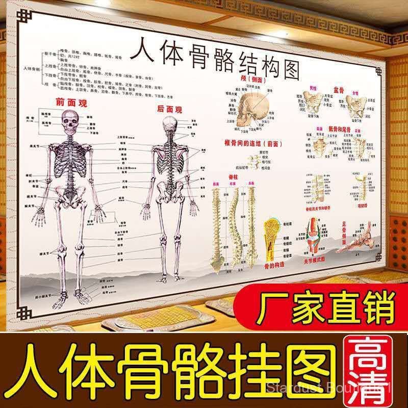 [1718Positive Review]Human Skeleton Diagram Large Poster Muscle ...