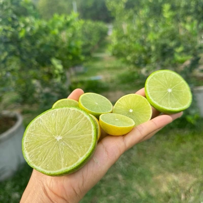 Organic Lemon From The Garden 1 kg Without Chemicals It Is Assorted ...