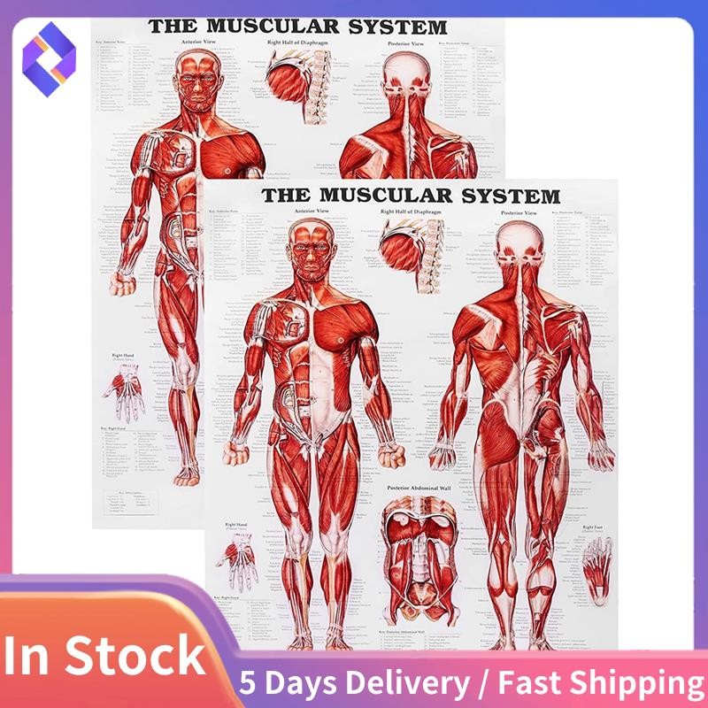 Brain Anatomy Poster, 2 Pack Laminated Human Brain Chart, Medicine ...
