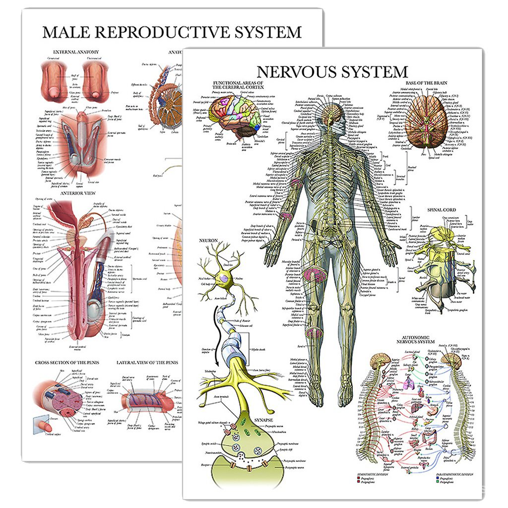 2 pieces-male genital and nervous system anatomy map-human organ ...