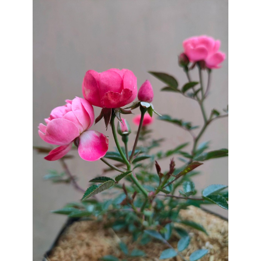 Sindo - Climbing Pink Rose Live Plant IG497YZCQ3 | Shopee Singapore