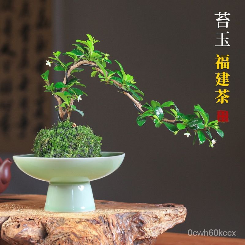 【Rare Plant】福建茶造型盆景苔藓球水培植物好养室内常绿悬崖茶室禅意中式盆栽