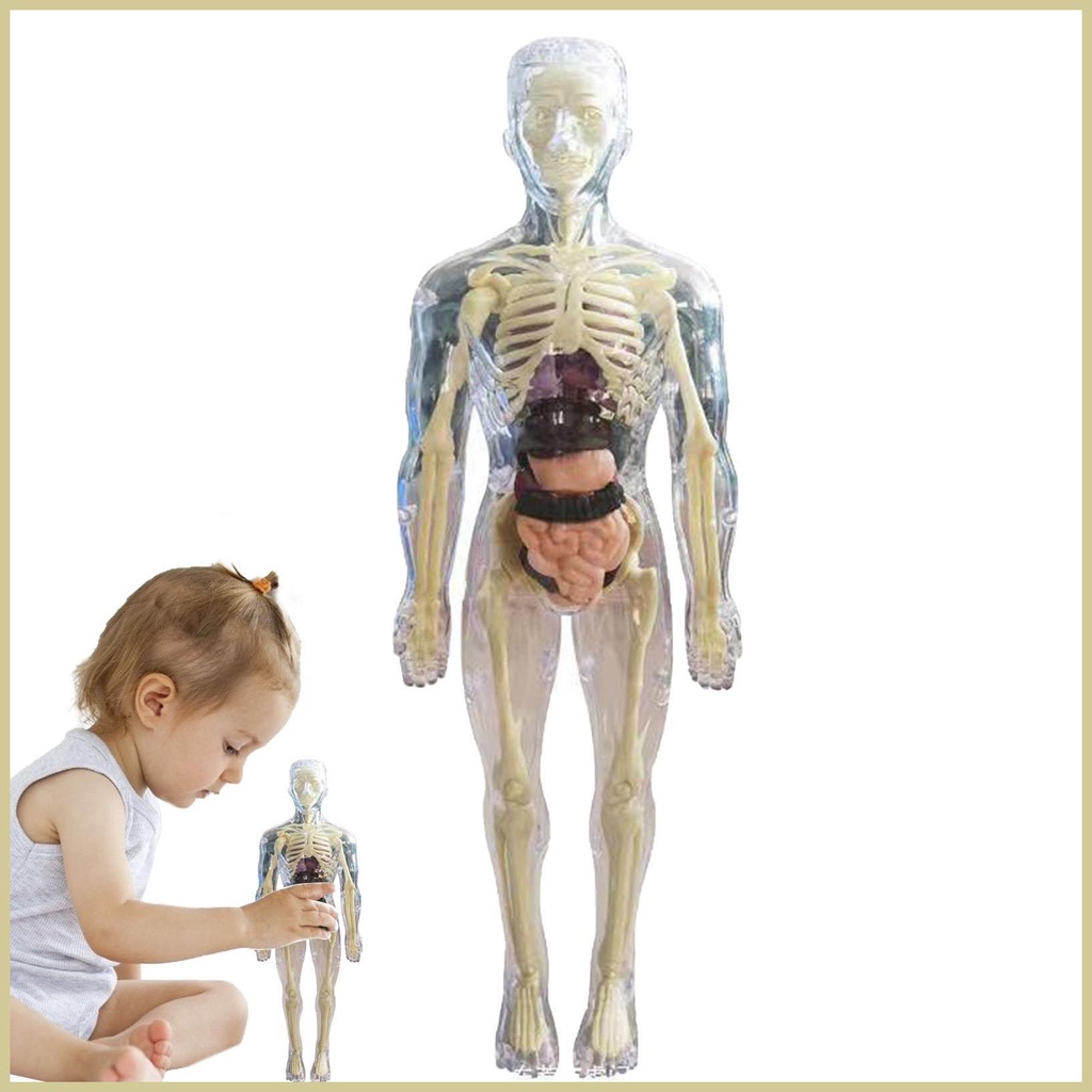 Toys Interactive Human Body 3D Anatomy Doll Body Organ Model Soft Human Body Realistic Anatomy