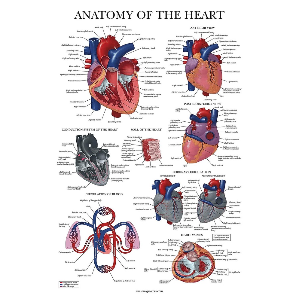 Heart Anatomy Poster Laminated Anatomical Chart of The Human Heart ...