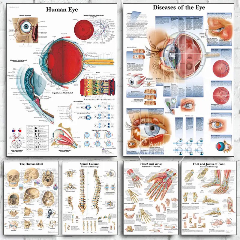 Human Eye Anatomy Muscles System Poster Medical Educational Body Map ...