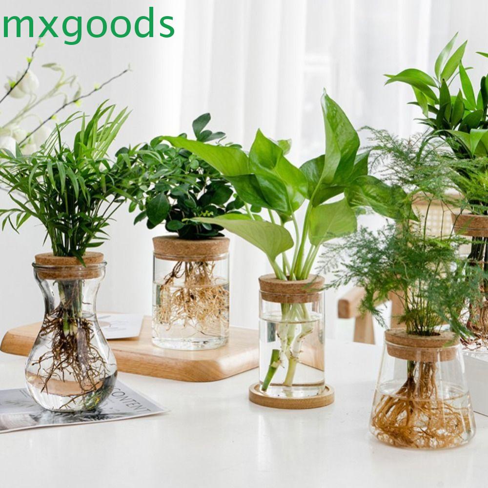 MXGOODS Hydroponic Plants Flower Pot, Glass Transparent Transparent ...