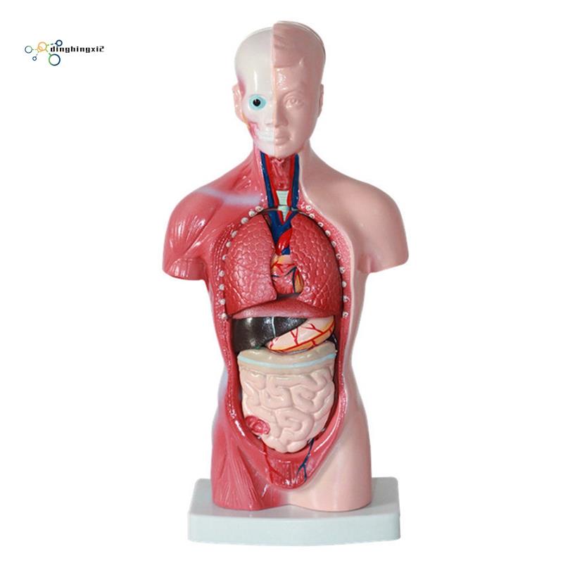 Human Torso Body Model Anatomy Anatomical Internal Organs Assembling ...