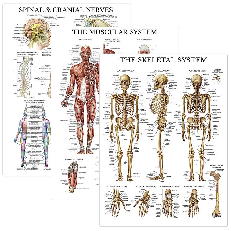 3 pieces-muscle skeleton spinal neuroanatomy poster suit-muscle and ...