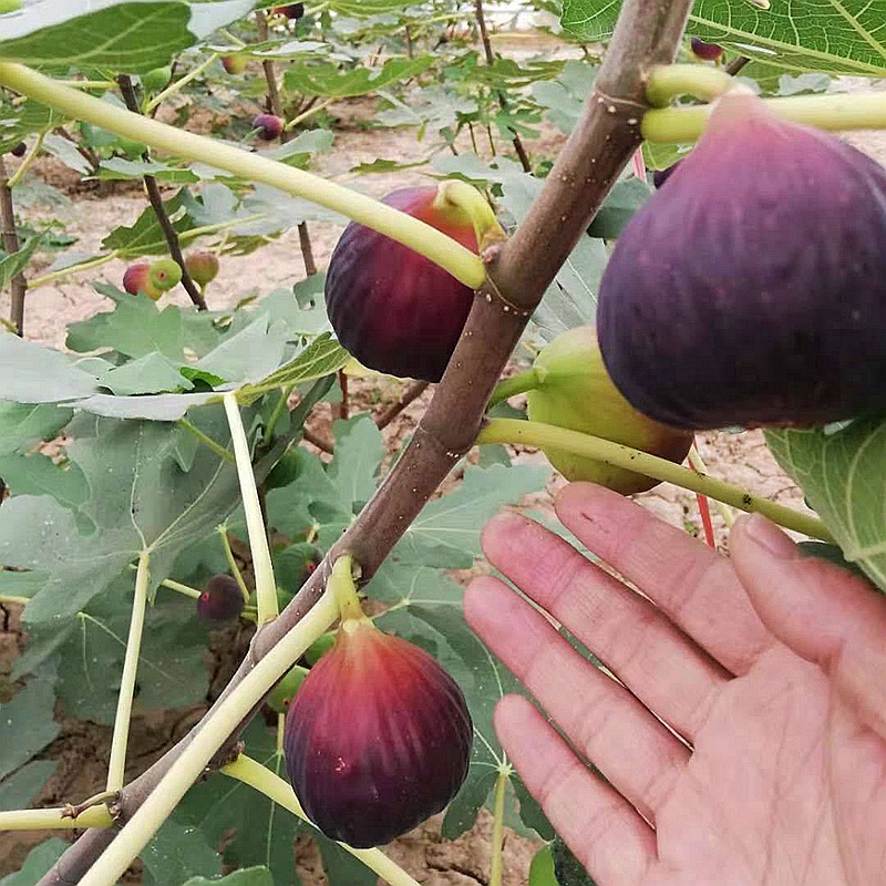 Erlan Bear Fruit in Current Year Extra Large Fig Poji Red Fruit Tree