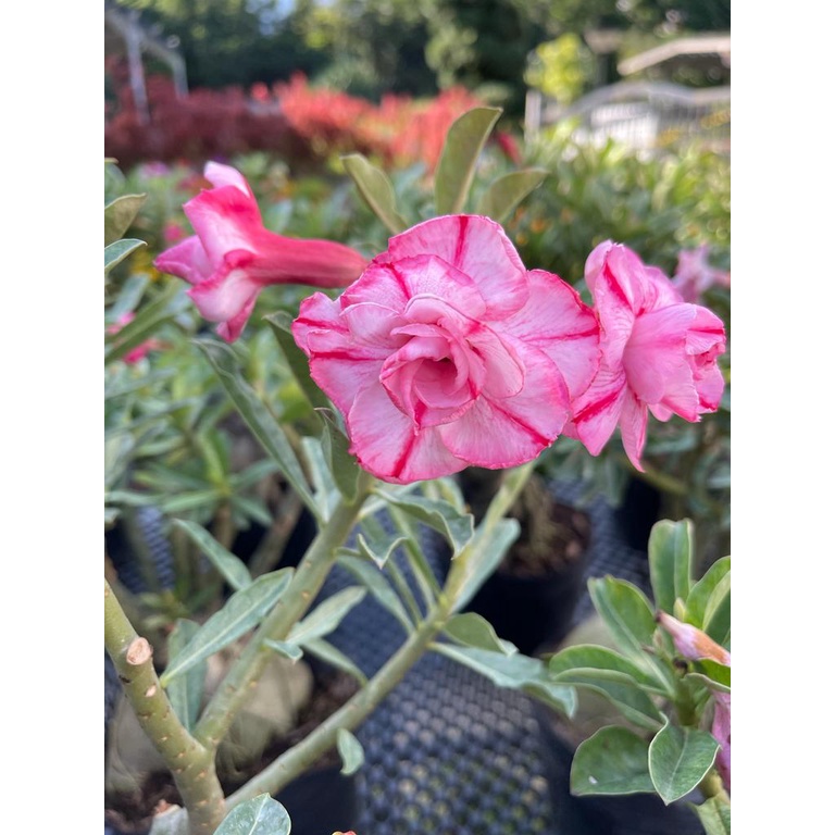 Adenium pink flower medium/Large size plant free fertiliser 0.5kg free ...