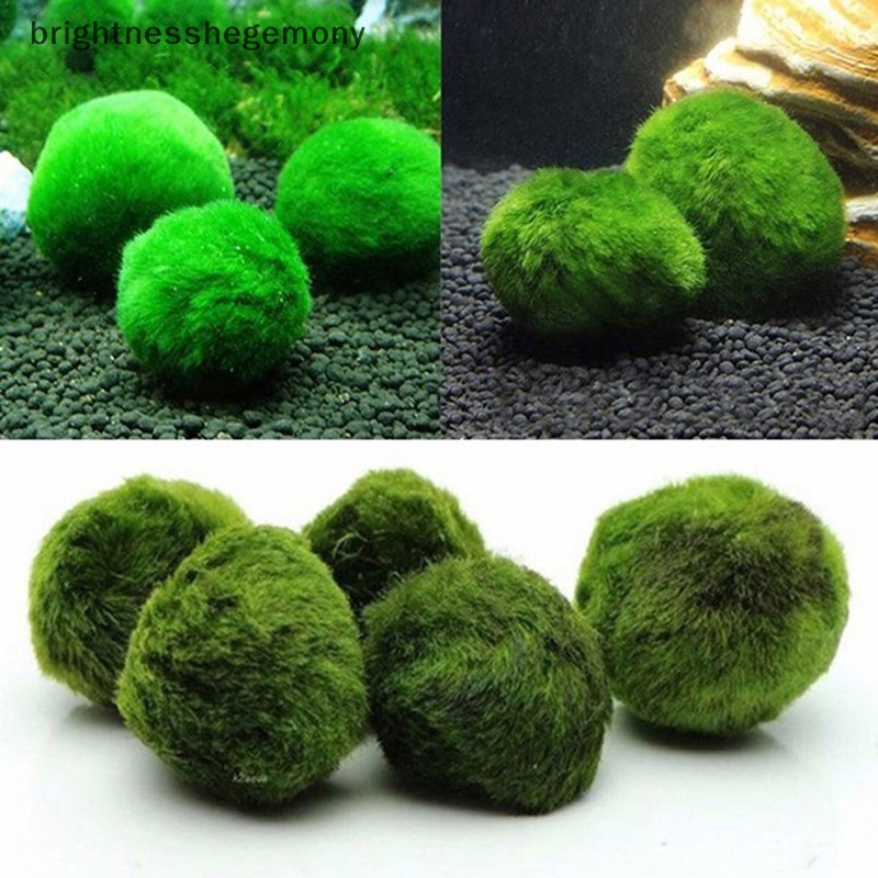 Marimo Moss Ball (Aegagropila linnaeii)