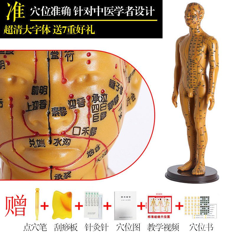 YQ Yao Key Acupuncture Acupuncture Point Human Body Model Meridian
