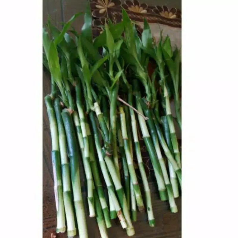 New Promo 1 KG CHEAPEST LUCKY BAMBOO/ CHINESE BAMBOO SRI REJEKI KOLE ...