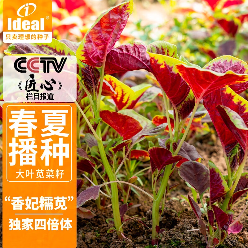 IDEALIdeal Agriculture ThreeColored Amaranth Seeds Big round Leaf Red