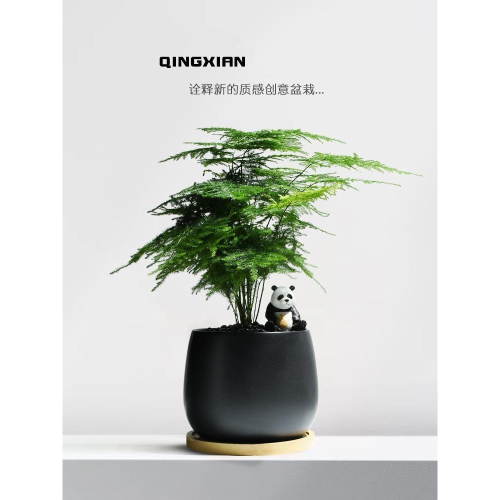 Asparagus Fern Small Office Indoor Greenery Four Seasons Evergreen ...