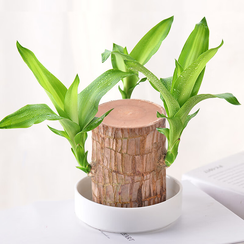 Flower Weng Brazil Wood Hydroponic Lucky Wood Flowering Green Plant ...