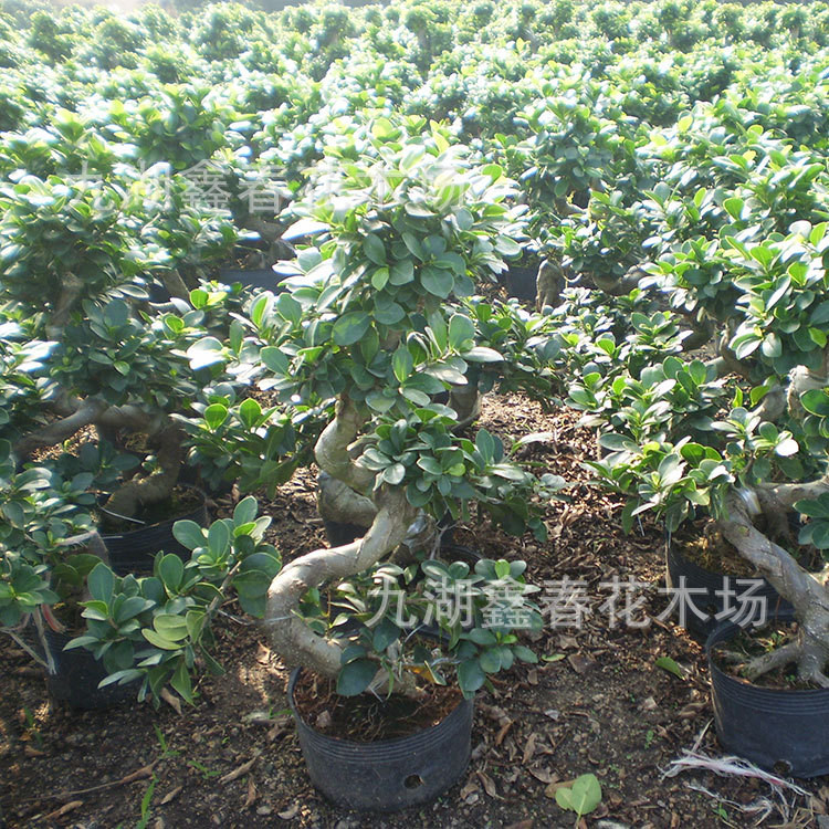 Sweet Potato Fig Tree Potted Plant s Bonsai Fig Tree Ginseng Ficus ...