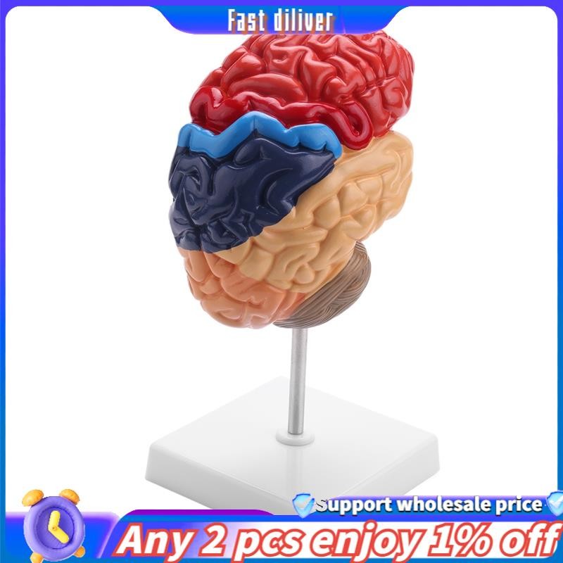In stoick-Cerebral Anatomical Model Anatomy 1:1 Half Brain Brainstem ...