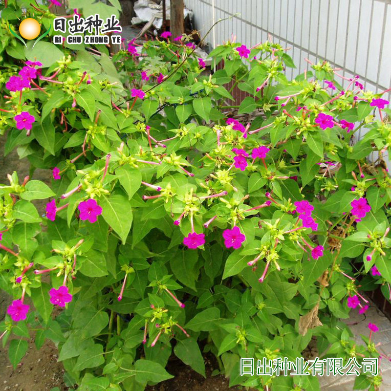 Sowing Mood Mirabilis Jalapa Seeds Jasmine Flower Seeds Night Fragrance ...