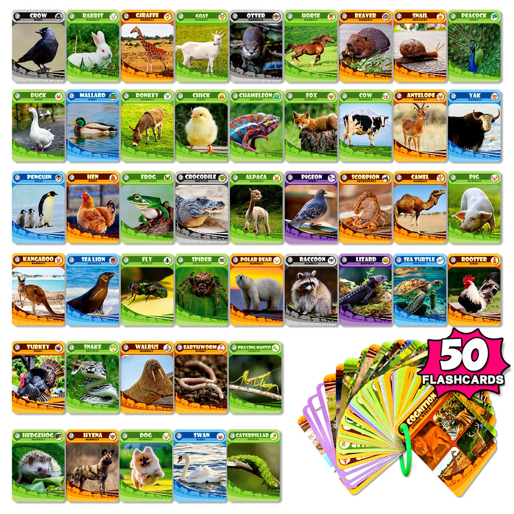 Shen 50 Shen Realistic Animal Children Literacy Cards Wall Chart ...