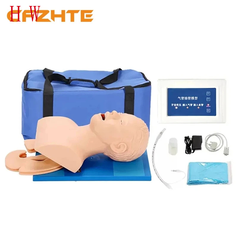 Intubation Model for Adult, Electronic Human Nasopharyngeal Airway ...